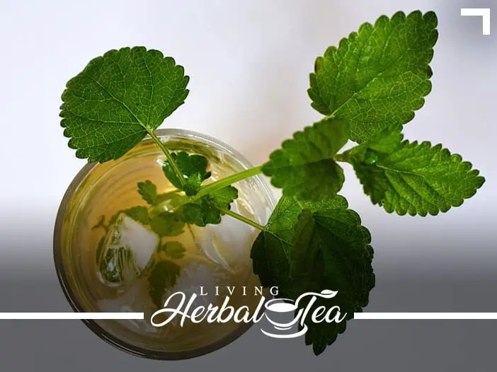 Healing Herbal Tea : Lemon Balm