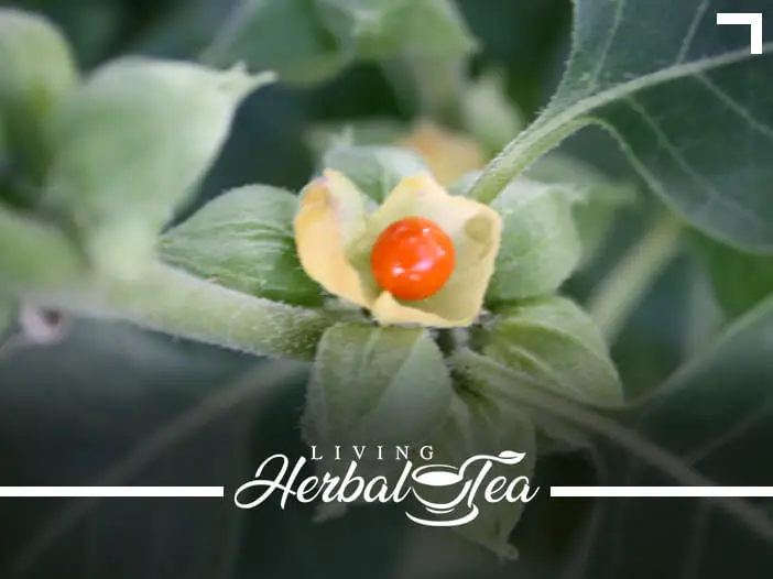 Herbal Tea For Adrenal Health