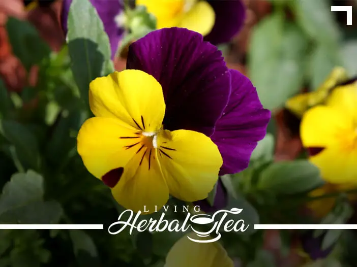 3 Unconventional Herbal Tea Adds