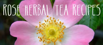 Rose Herbal Tea Recipes