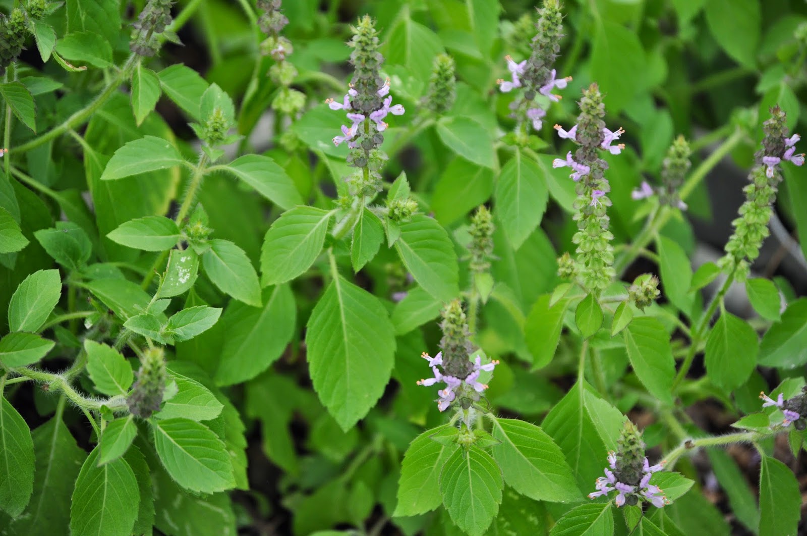 Healing with Holy Basil