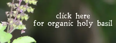organic holy basil