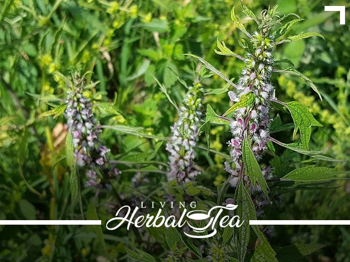 Motherwort Herbal Tea