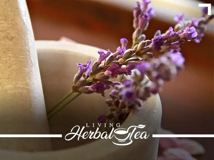 Using Extracts & Tinctures With Herbal Tea